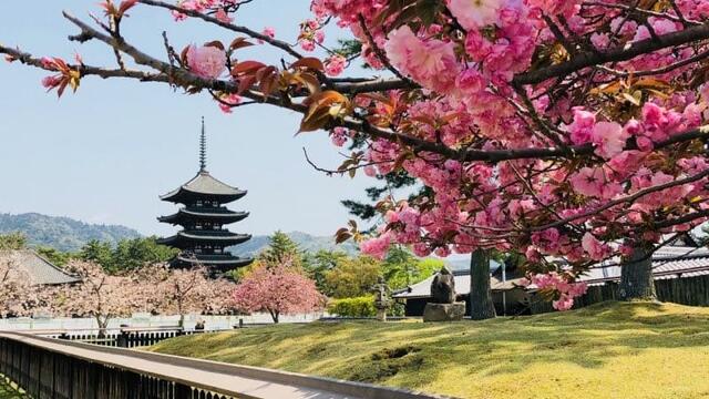 Demand for travel to Japan remains high